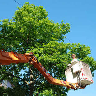 Arborist at work: Professional tree trimming services in Tacoma, Washington, ensuring a healthier environment