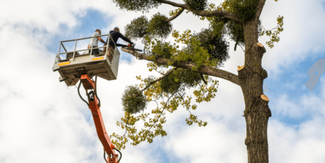 Local tree service company in Tacoma, WA - Comprehensive tree trimming solutions for your needs