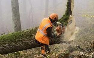Efficient tree removal by experts in Tacoma, WA - Enhancing your property's beauty and health