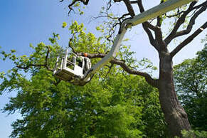 Experienced specialist offering tree trimming services in Tacoma, WA - Your go-to tree care experts