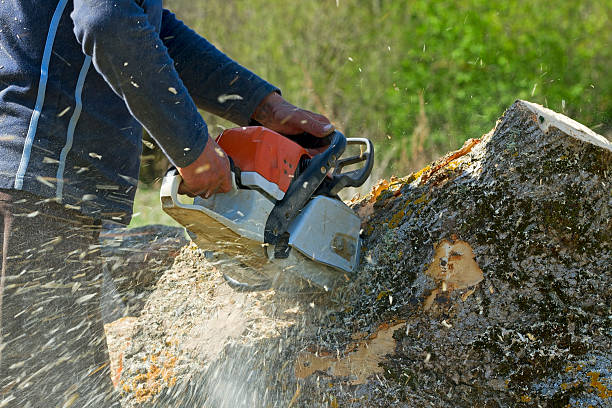 Experienced specialists offering tree removal services in Tacoma, WA - Your go-to tree care experts