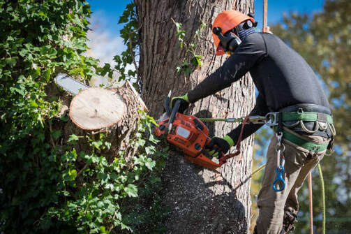 Arborists at work: Professional tree removal services in Tacoma, Washington, ensuring a healthier environment