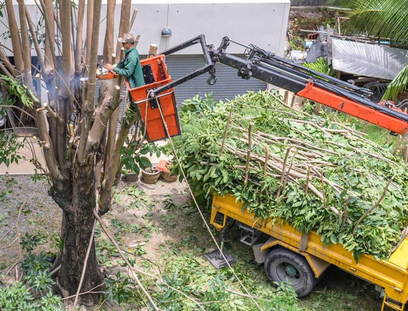 Enhance your outdoor space with our tree service - Expert tree removal in Tacoma, WA